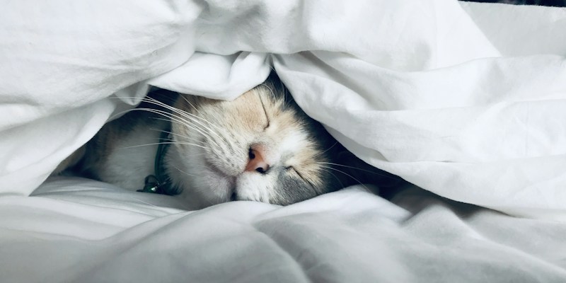 Why You're Tired Even After 8 Hours